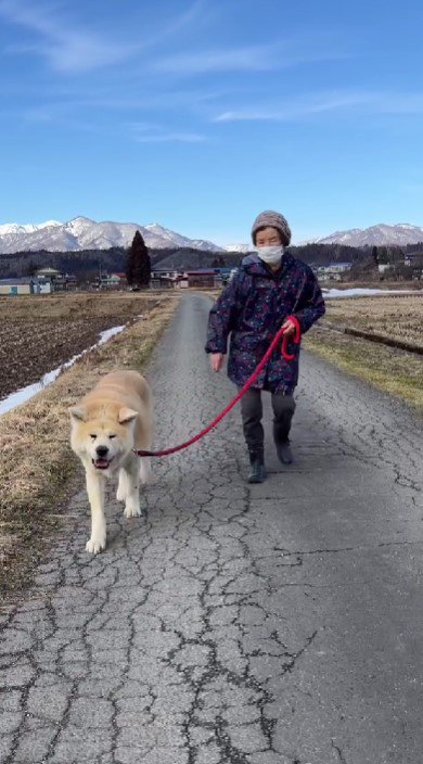 秋田犬のまるちゃん