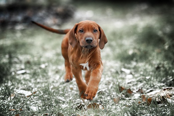 走るローデシアンリッジバックの子犬