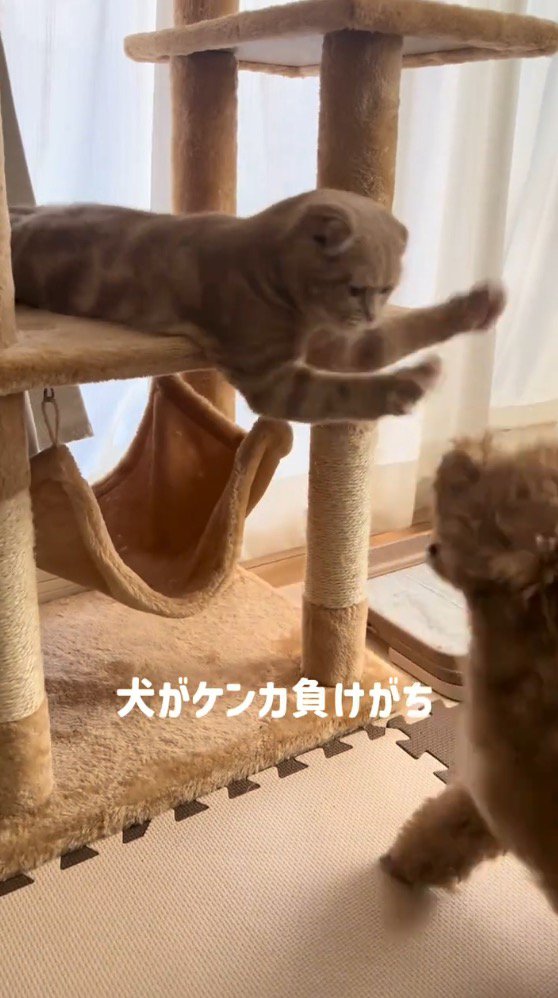キャットタワーの上から犬をパンチする猫