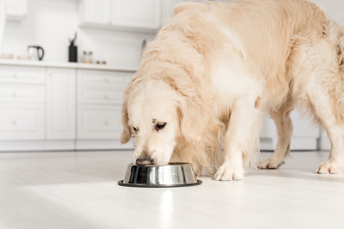 食器からフードを食べている犬