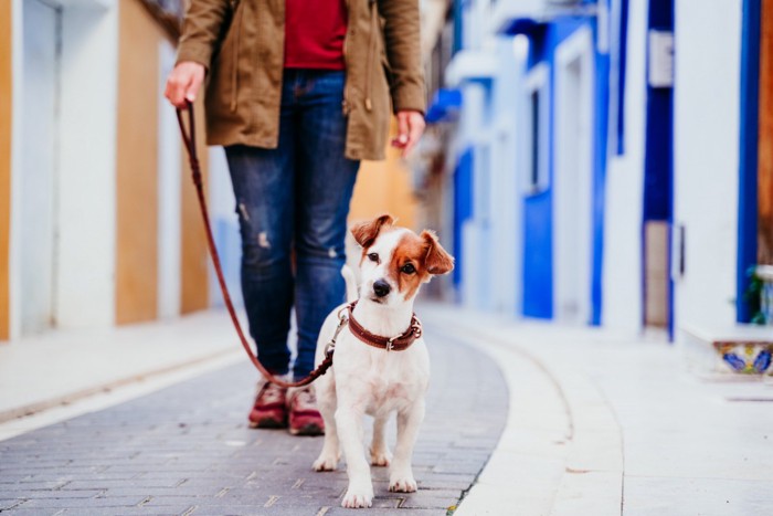 散歩する犬と人