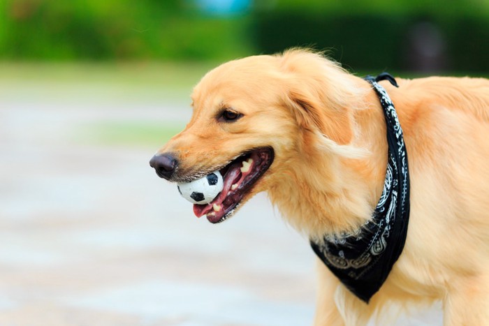 小さいボールを咥える犬