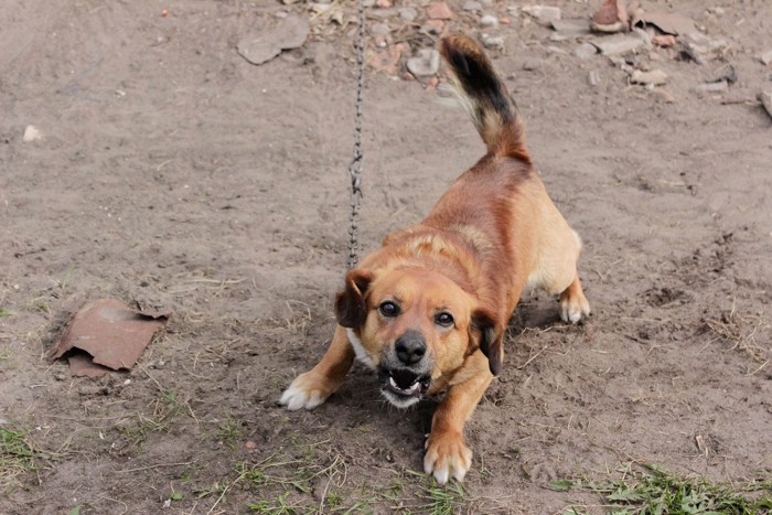 しっぽを振りながら唸る犬