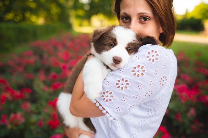 抱っこされたボーダーコリーの子犬