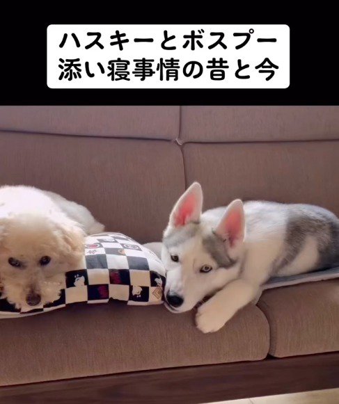 ソファでくつろぐハスキー犬とトイプードル