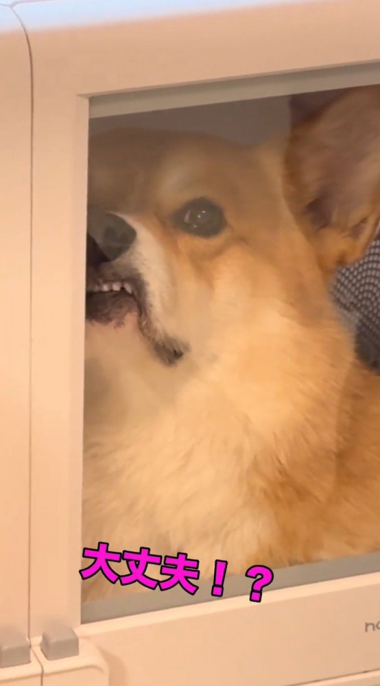 歯をむき出しにしてドライヤーハウスの外を見つめる犬