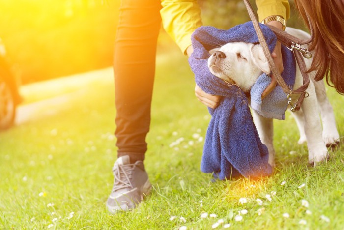 タオルで拭かれている犬