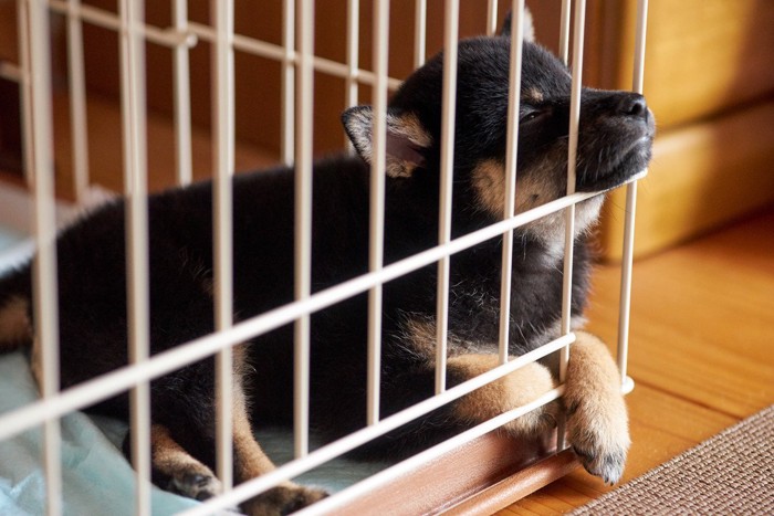 ケージの中、黒柴の子犬