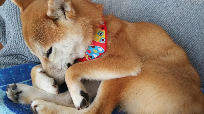 マズルを前足で隠して眠る柴犬