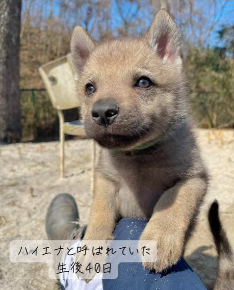 チェコスロバキアンウルフドッグの成長
