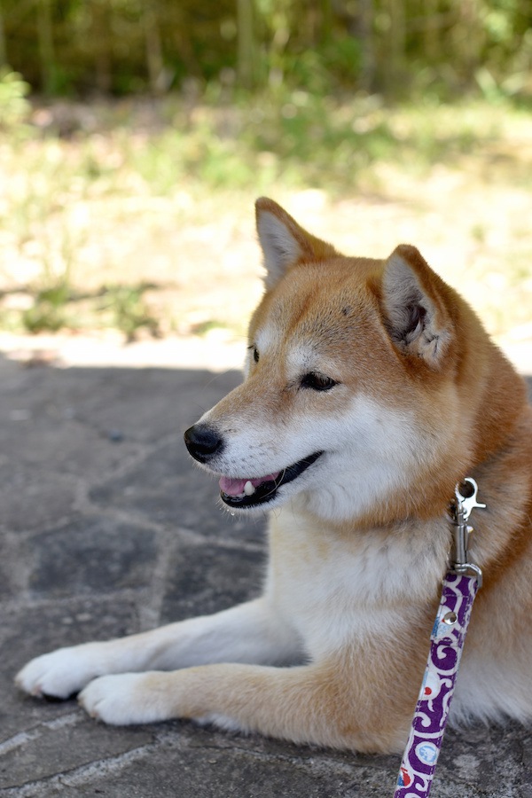 日陰で休む柴犬