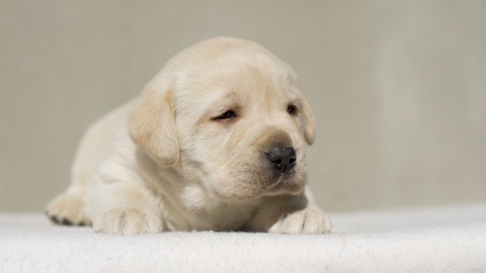 眠そうな表情のラブラドールレトリーバーの子犬