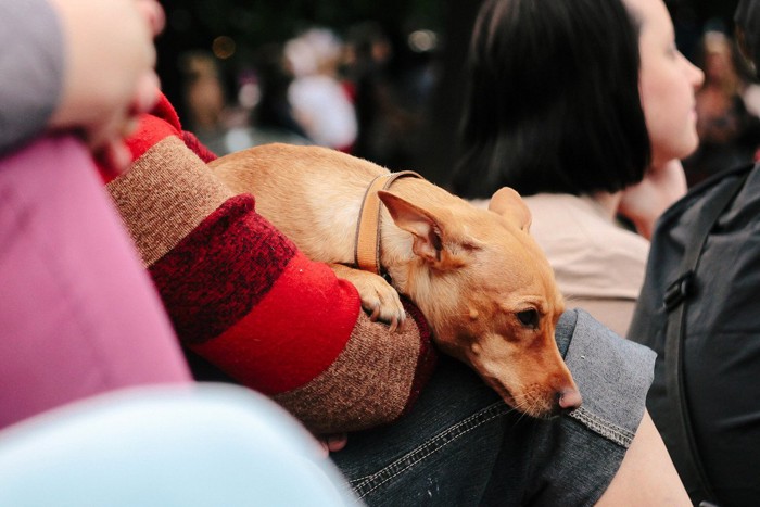 走り去る犬の後ろ姿