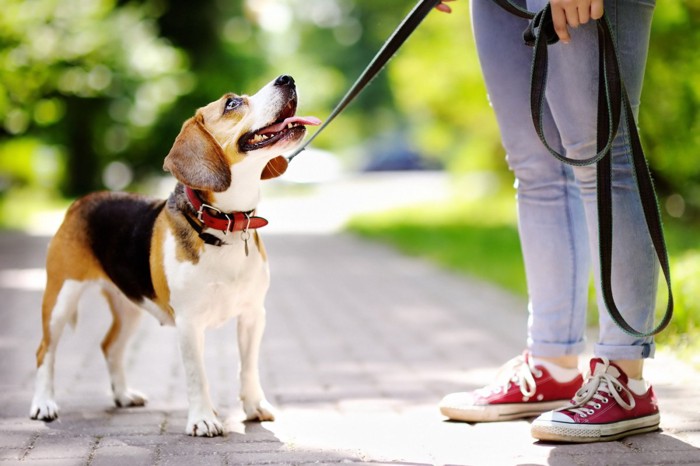 散歩中に立ち止まって楽しそうな表情で人を見上げる犬