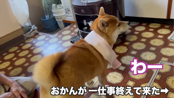 お母さんの方を見る犬