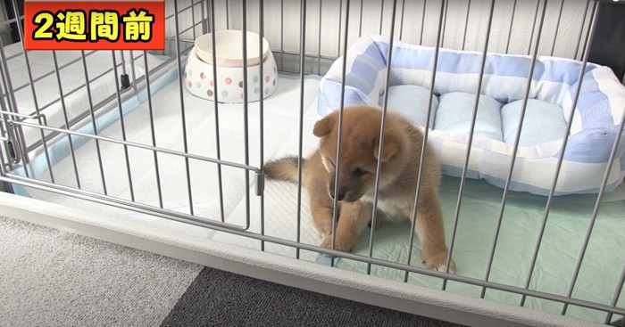 ケージの中で上半身を起こしている子犬