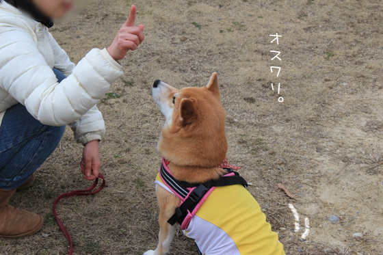 柴犬のオスワリ