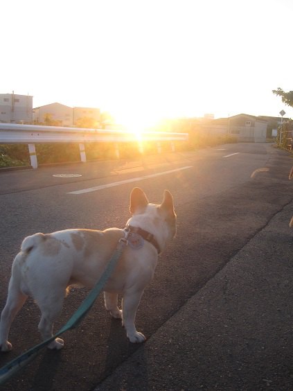 夕日を眺めているもの