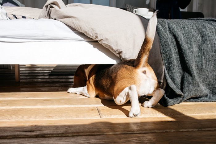 ベッドの下に潜り込もうとする犬