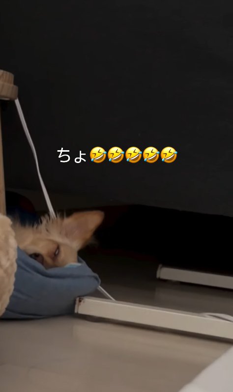 熟睡している小型犬