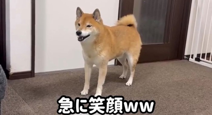 笑顔で立っている犬