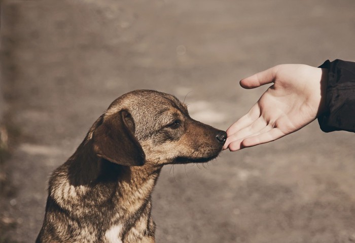 犬に匂いを嗅がせる