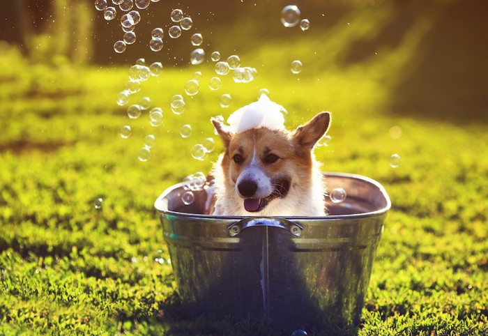 頭に泡をのせてバケツに入っている犬