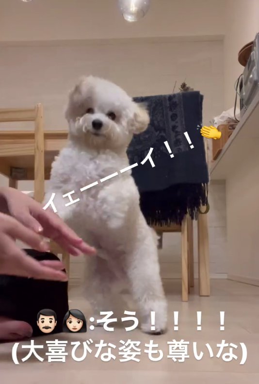 正面を見ている白い犬