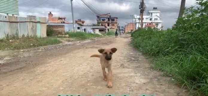 駆け寄る野良犬