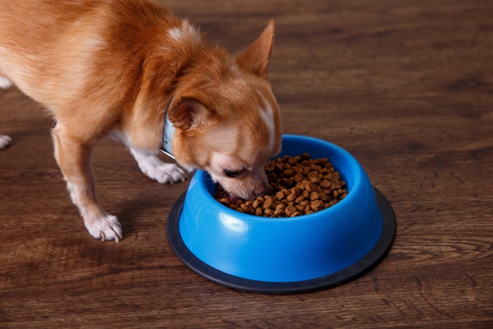 食器からフードを食べているチワワ