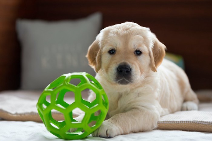 丸いおもちゃとゴールデンの子犬