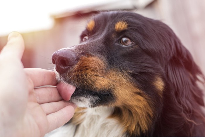 人の手を舐める犬