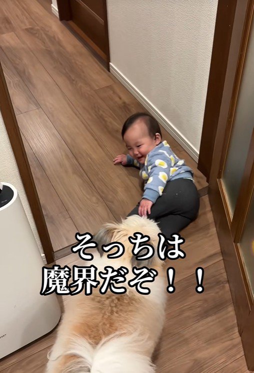 赤ちゃんを守る小太郎くん7