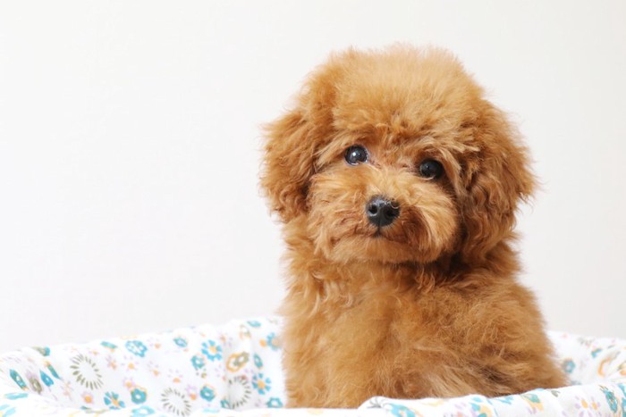 こちらを見つめるトイプーの子犬