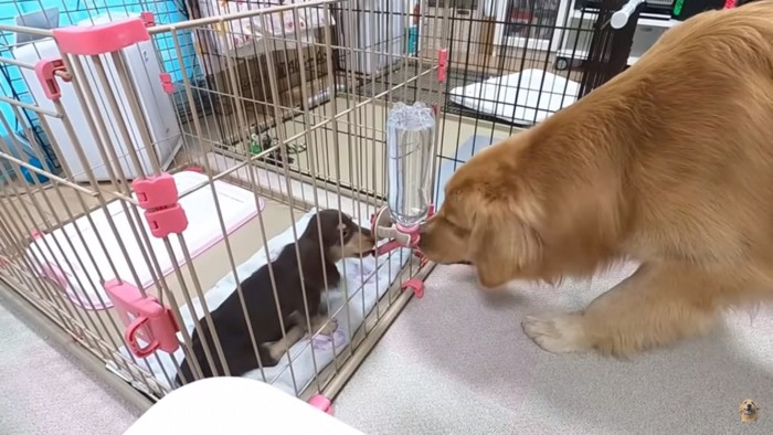 子犬に興味津々なクッキーくん