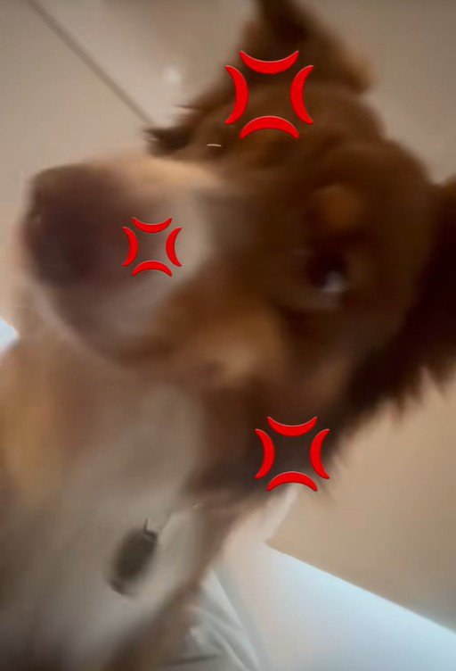 飼い主さんを起こすコロくん7