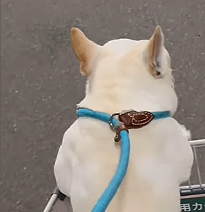 犬の後ろ姿
