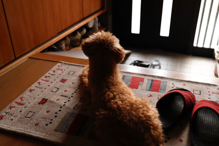 玄関で飼い主の帰宅を待ちわびる犬