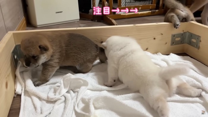 木箱を越えようとする子犬が！