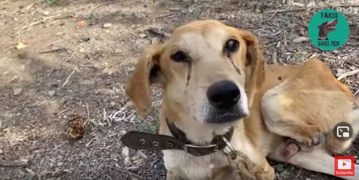 綱につながれ放置された3本足の犬