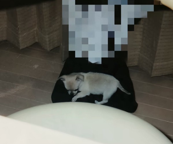 人の膝の上にいる犬