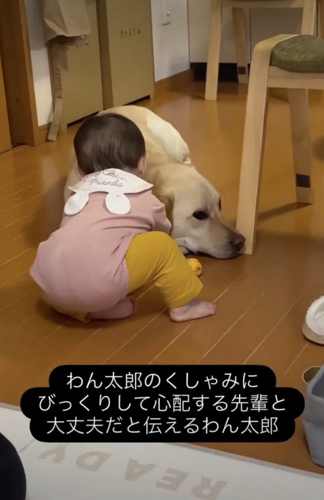 仲良しな赤ちゃんとわん太郎くん