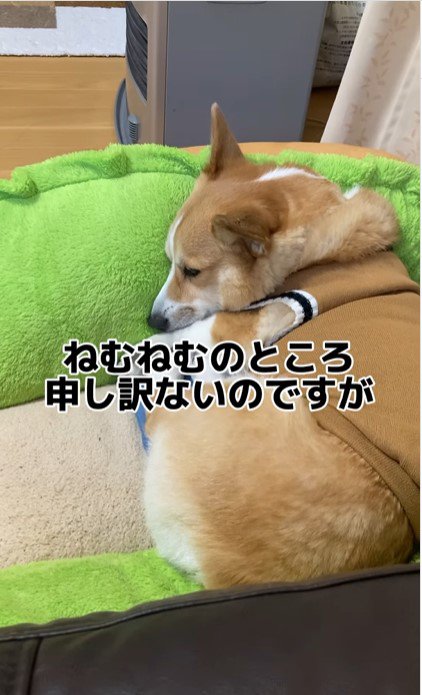 パパを起こしてと頼まれるチリちゃん