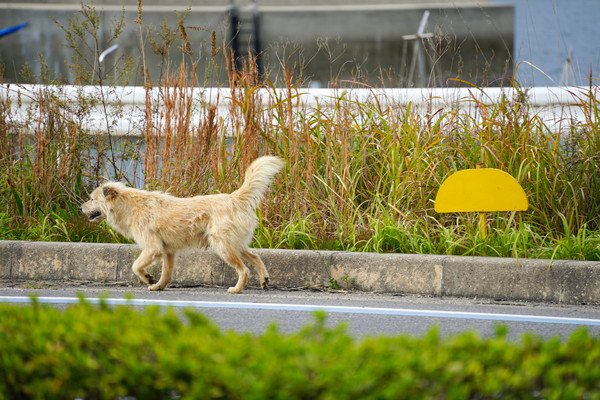 脱走した犬の捕まえ方