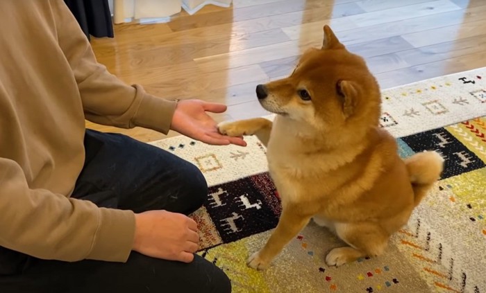 お手をする犬