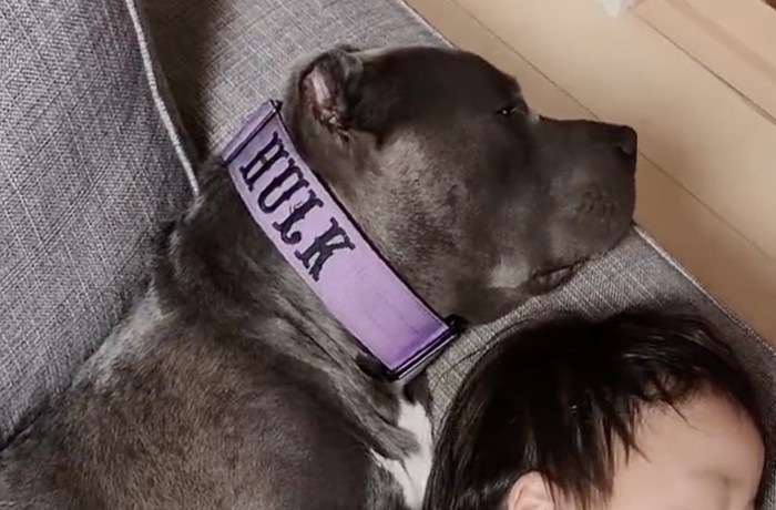 薄っすら目を開けている犬