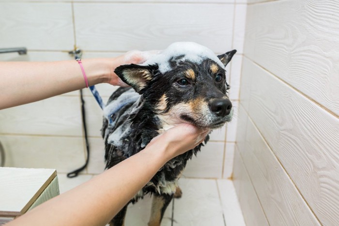 シャンプー中の柴犬