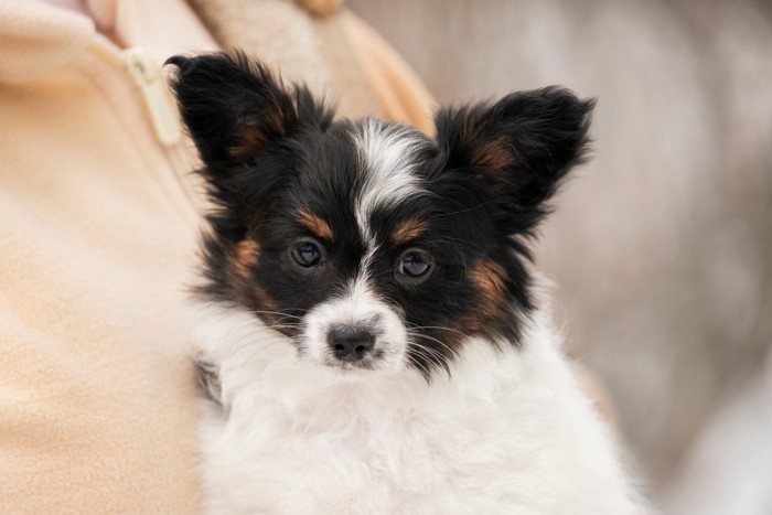 人に抱っこされているパピヨンの子犬のアップ