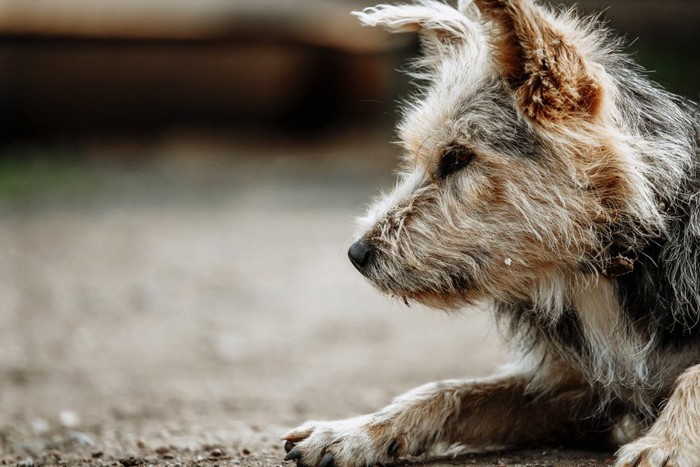 身体状態の悪い雑種犬