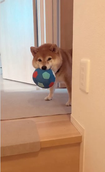 ボールをくわえた柴犬